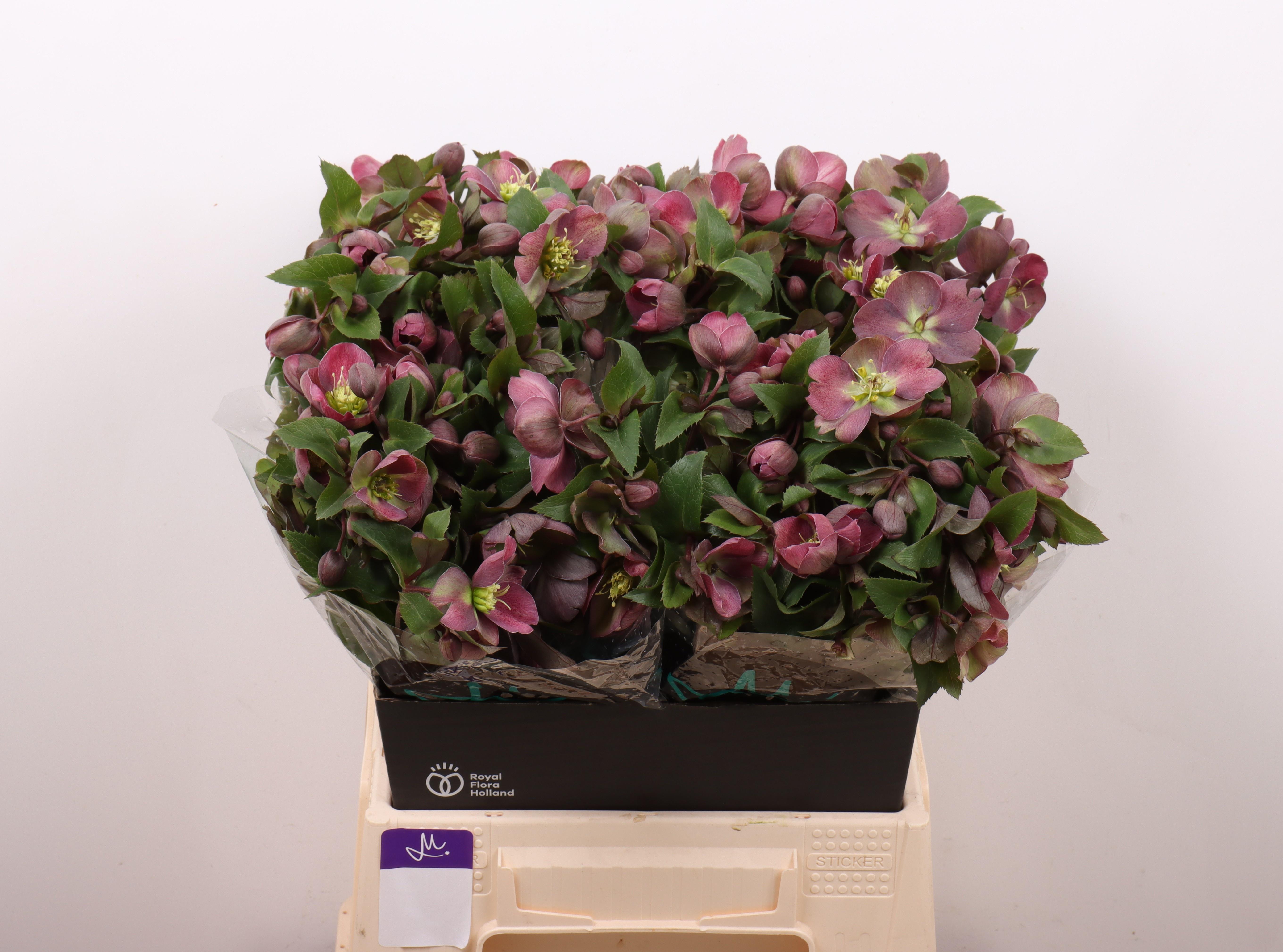Срезанные цветы оптом Helleborus mammoth pink от 20шт из Голландии с доставкой по России