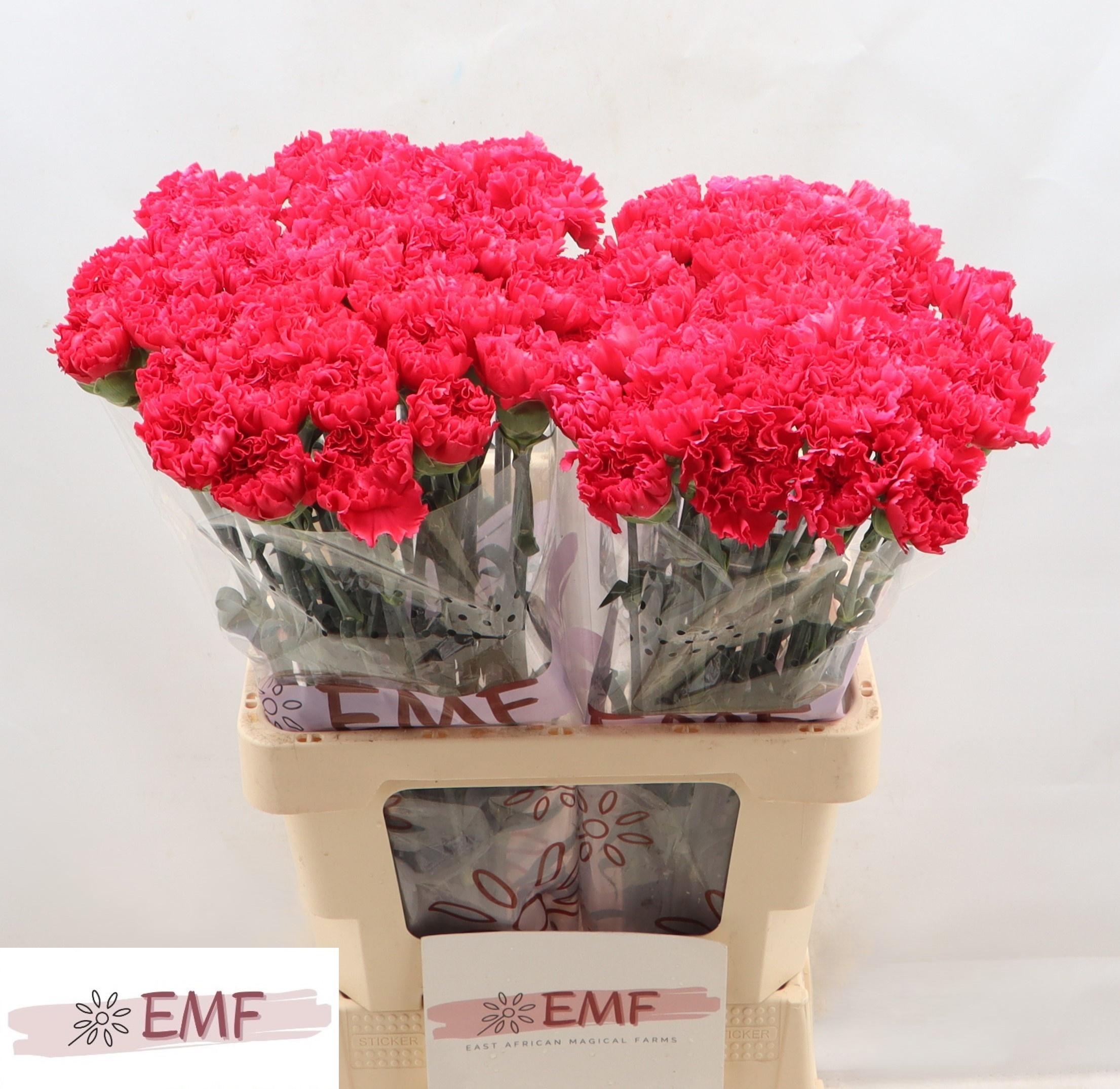 Срезанные цветы оптом Dianthus st cervantes от 80шт из Голландии с доставкой по России