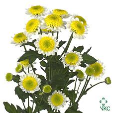 Срезанные цветы оптом Chrys sa sun up от 75шт из Голландии с доставкой по России