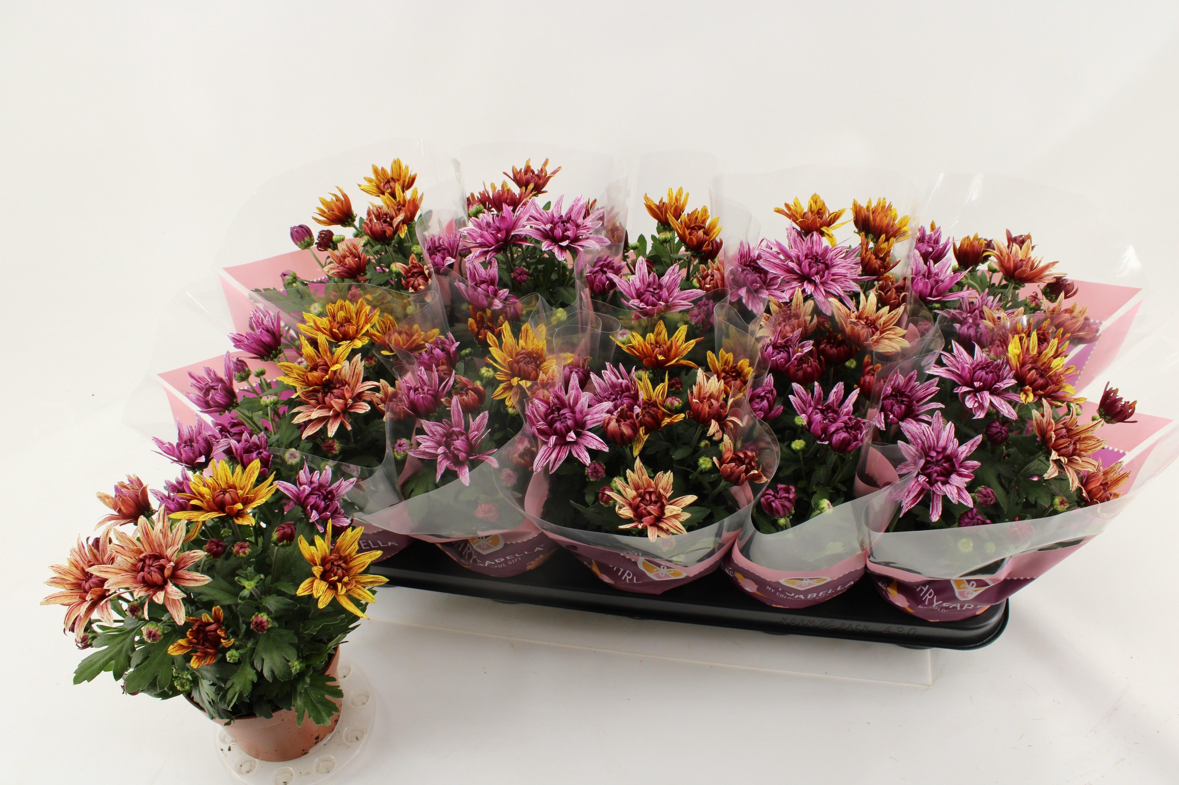 Горшечные цветы и растения оптом Chrys Art Jef Gem Ip от 10шт из Голландии с доставкой по России