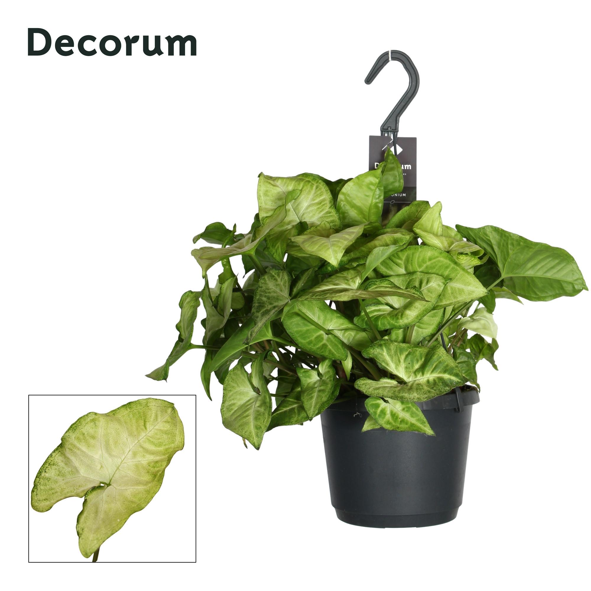 Горшечные цветы и растения оптом Syngonium white Butterfly Hang от 6шт из Голландии с доставкой по России