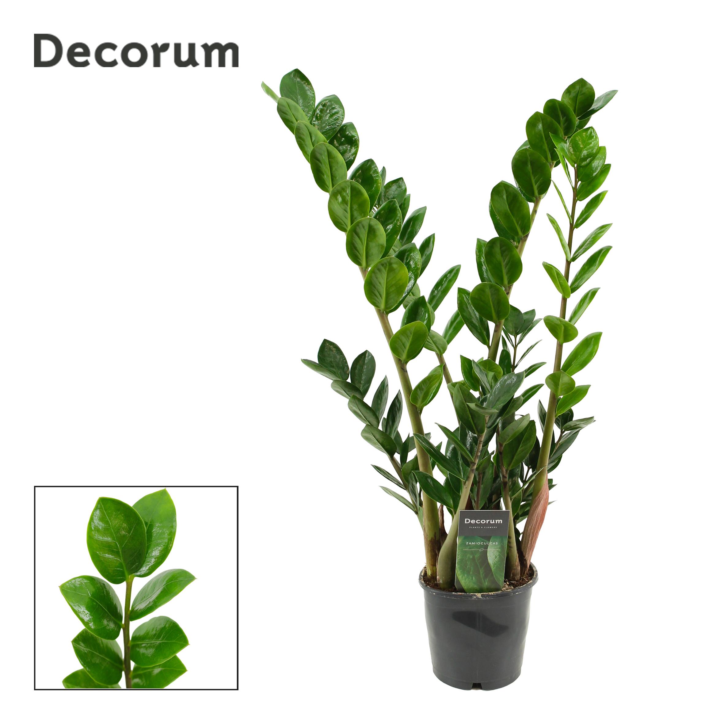 Горшечные цветы и растения оптом Zamioculcas Lima 5+ от 10шт из Голландии с доставкой по России