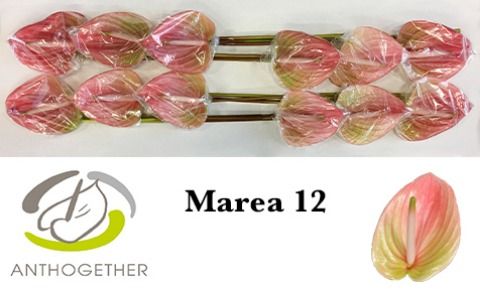 Срезанные цветы оптом Anthurium marea от 12шт из Голландии с доставкой по России