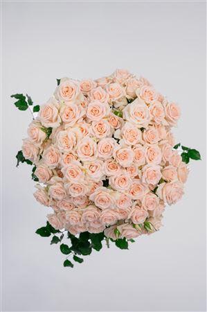 Срезанные цветы оптом Rosa spray my beauty от 20шт из Голландии с доставкой по России