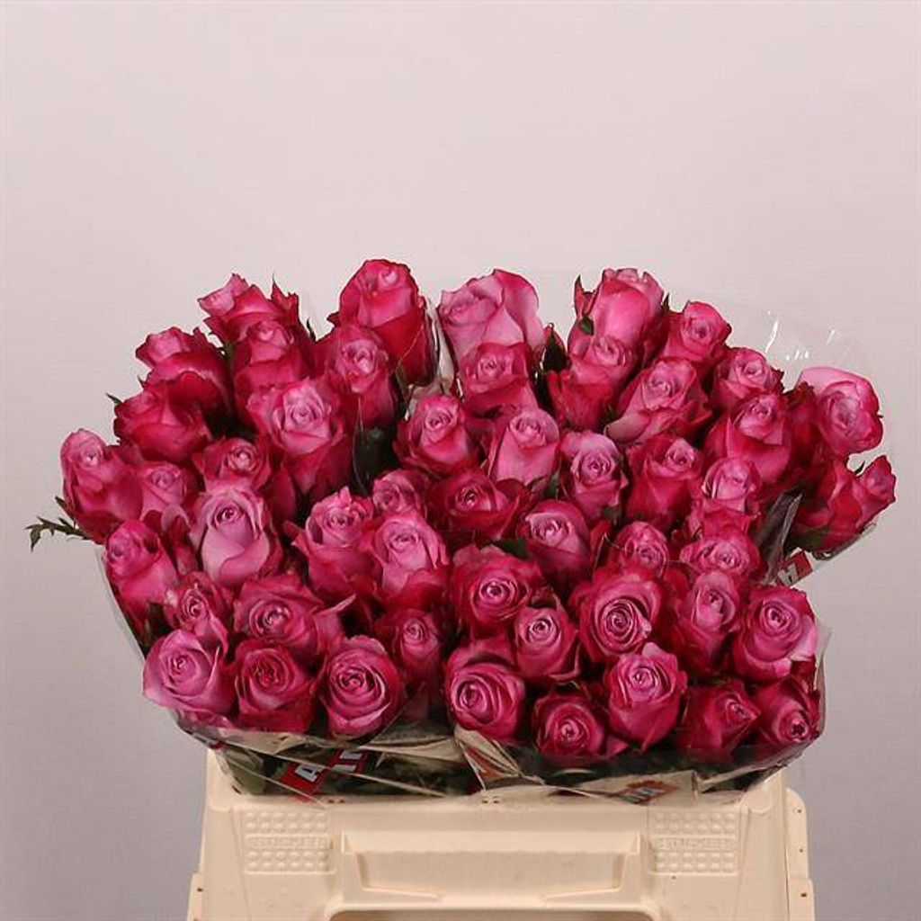 Срезанные цветы оптом Rosa large deep purple от 50шт. из Голландии с доставкой по России