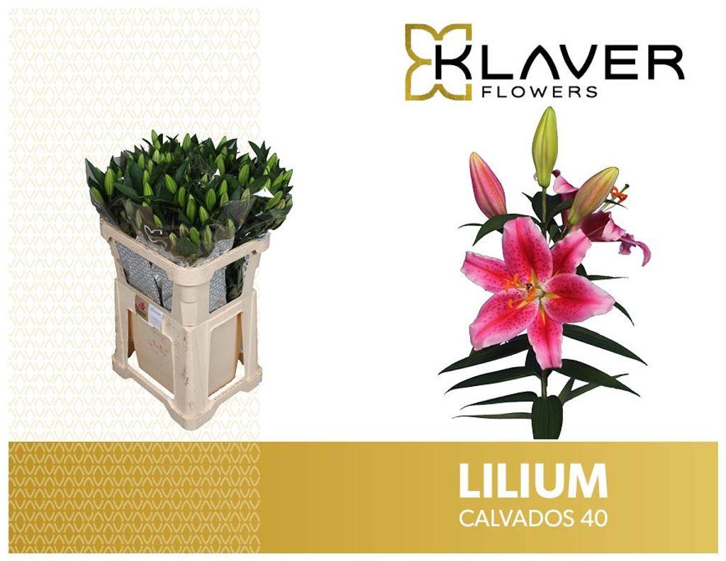 Срезанные цветы оптом Lilium or calvados от 40шт из Голландии с доставкой по России