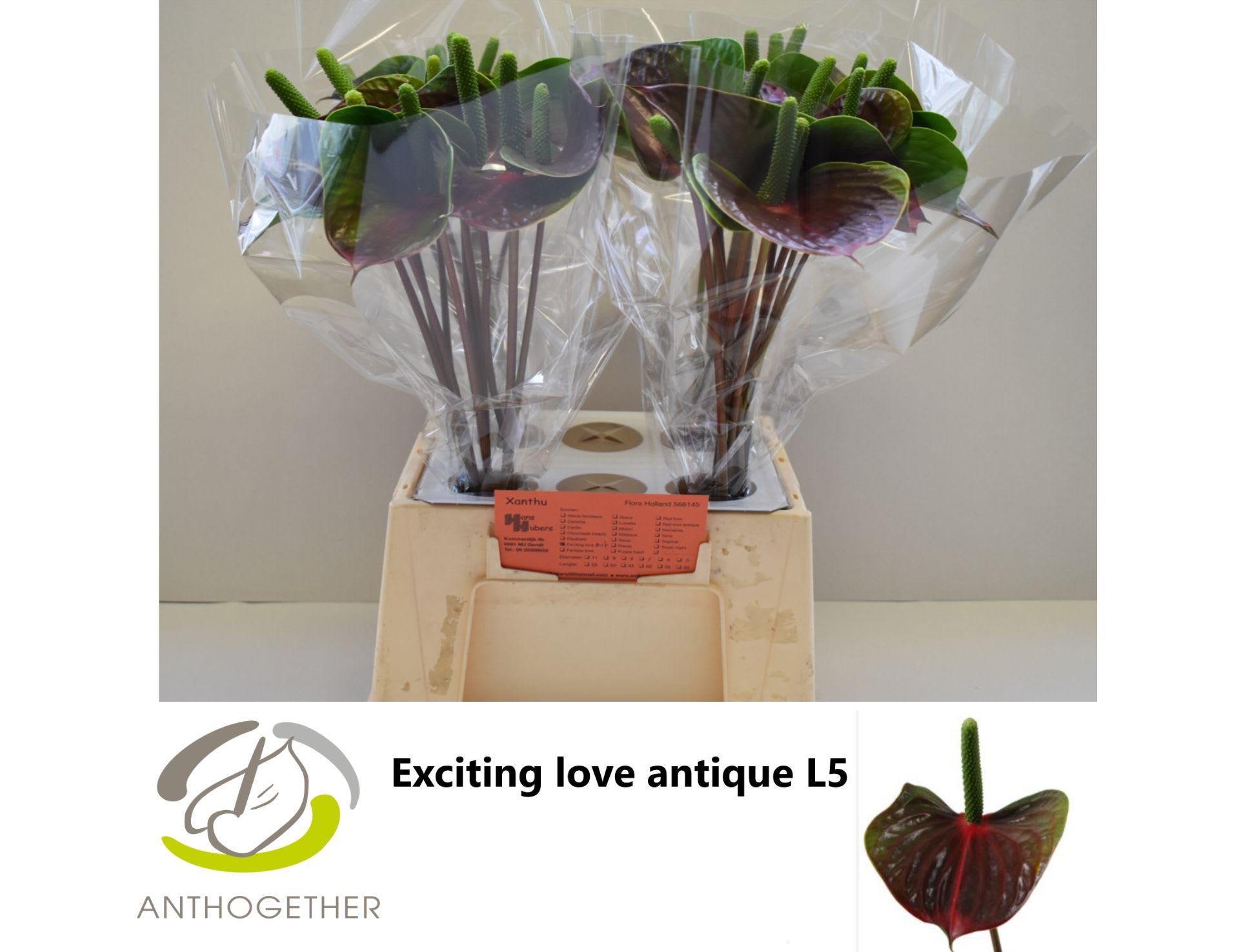 Срезанные цветы оптом Anthurium love exiting от 40шт из Голландии с доставкой по России