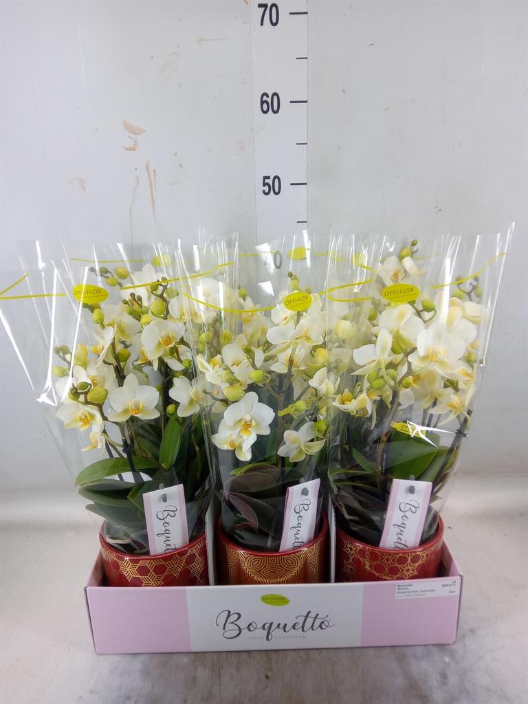 Горшечные цветы и растения оптом Phalaenopsis Multi.   ...white от 6шт из Голландии с доставкой по России