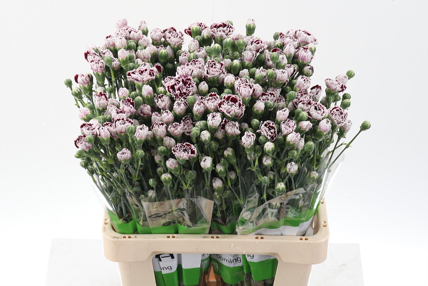 Срезанные цветы оптом Dianthus sp shanghai от 100шт из Голландии с доставкой по России