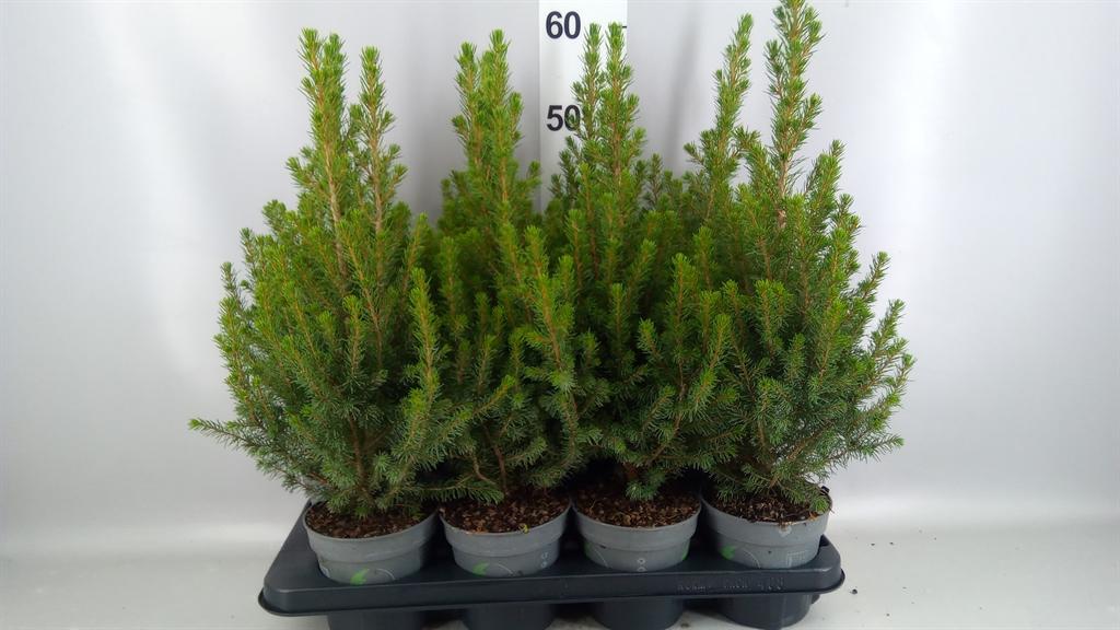 Горшечные цветы и растения оптом Picea Glauca december от 8шт из Голландии с доставкой по России