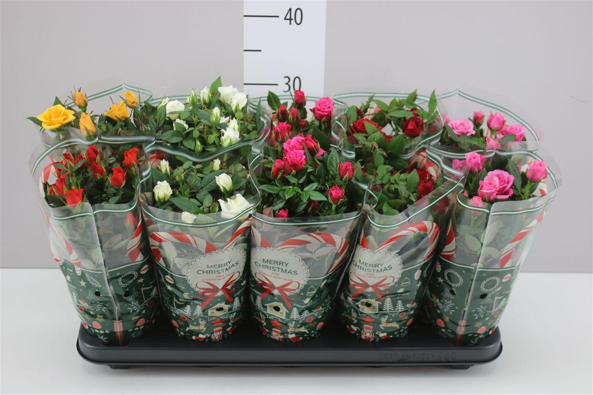 Горшечные цветы и растения оптом Rosa Star Gemengd от 10шт из Голландии с доставкой по России