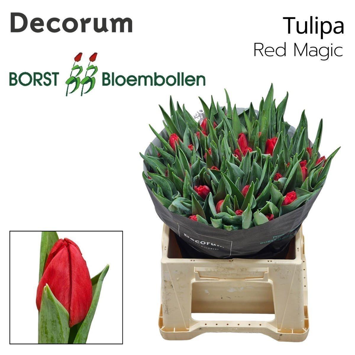 Срезанные цветы оптом Tulipa si red magic от 50шт из Голландии с доставкой по России