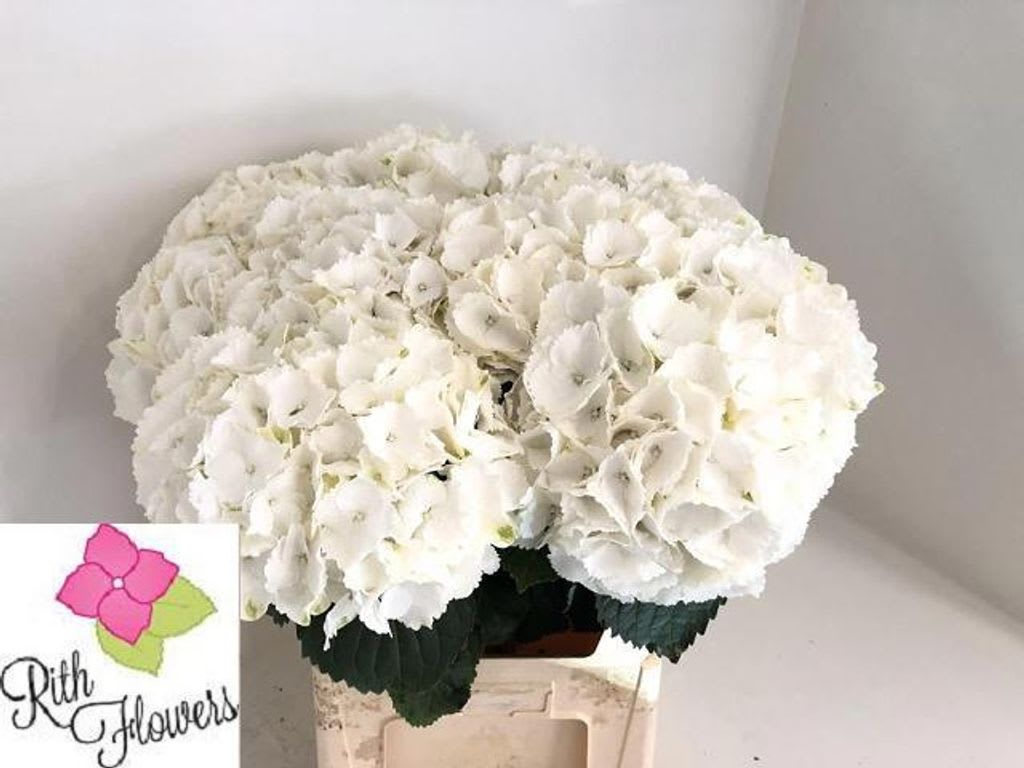 Срезанные цветы оптом Hydrangea schneeball от 10шт.. из Голландии с доставкой по России