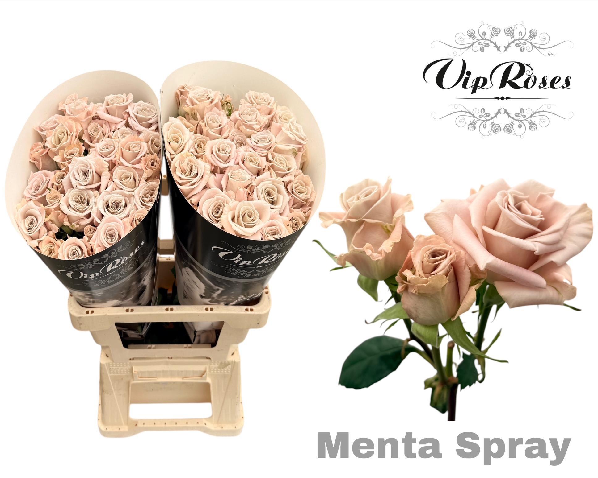 Срезанные цветы оптом Rosa spray от 20шт из Голландии с доставкой по России