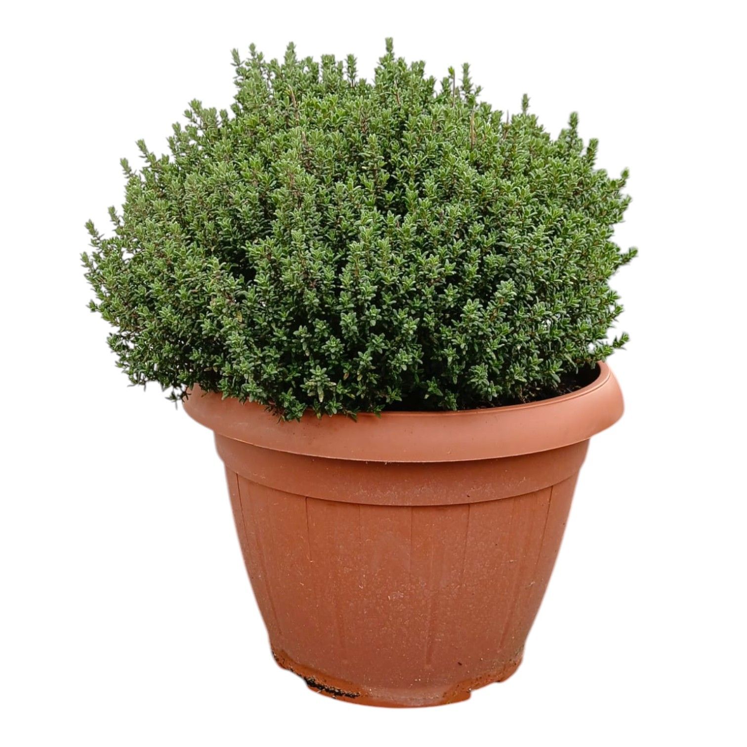 Горшечные цветы и растения оптом Thymus Faustini от 1шт из Голландии с доставкой по России