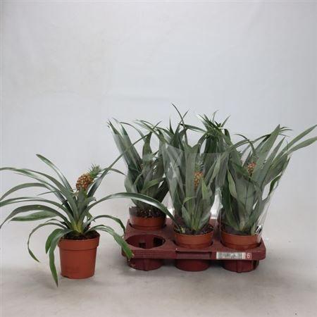 Горшечные цветы и растения оптом Ananas Rosita от 6шт из Голландии с доставкой по России