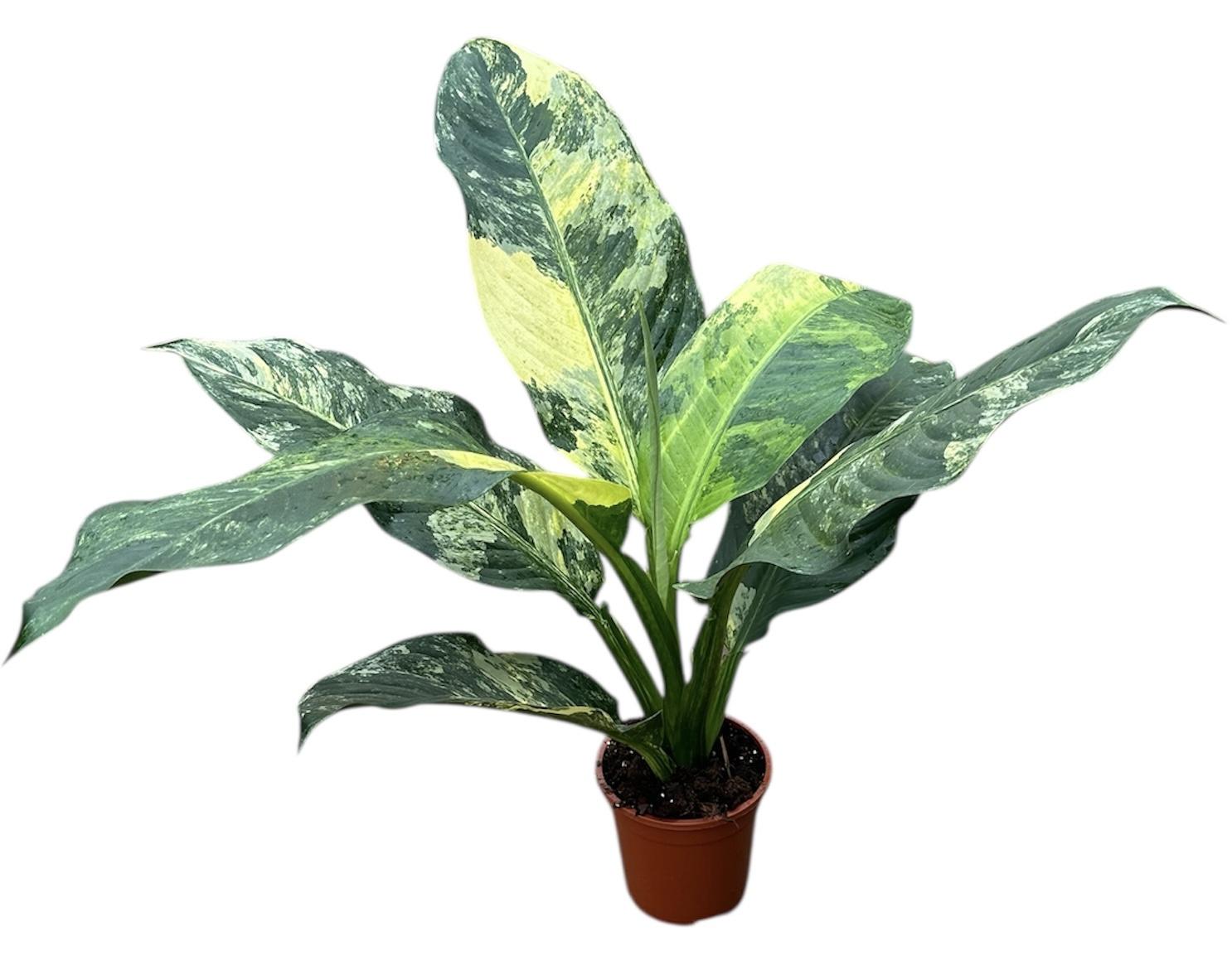 Горшечные цветы и растения оптом Dieffenbachia Big Ben от 1шт из Голландии с доставкой по России