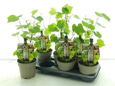 Горшечные цветы и растения оптом Vitis Muscat Of Alex от 6шт из Голландии с доставкой по России