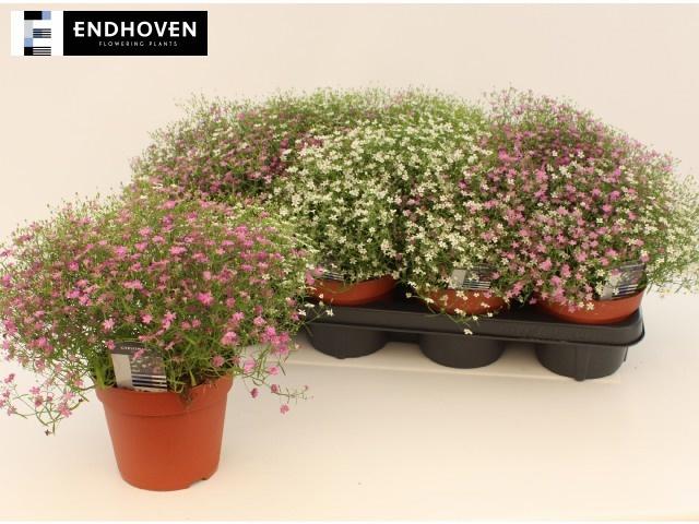 Горшечные цветы и растения оптом Gyps Muralis Gem Pot от 7шт из Голландии с доставкой по России