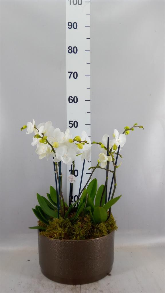 Горшечные цветы и растения оптом Phalaenopsis ...mix от 2шт из Голландии с доставкой по России