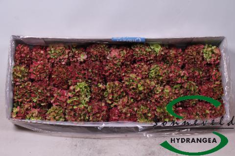 Срезанные цветы оптом HYDR MIXDOOS ROD ROOD-GROEN от 36шт из Голландии с доставкой по России