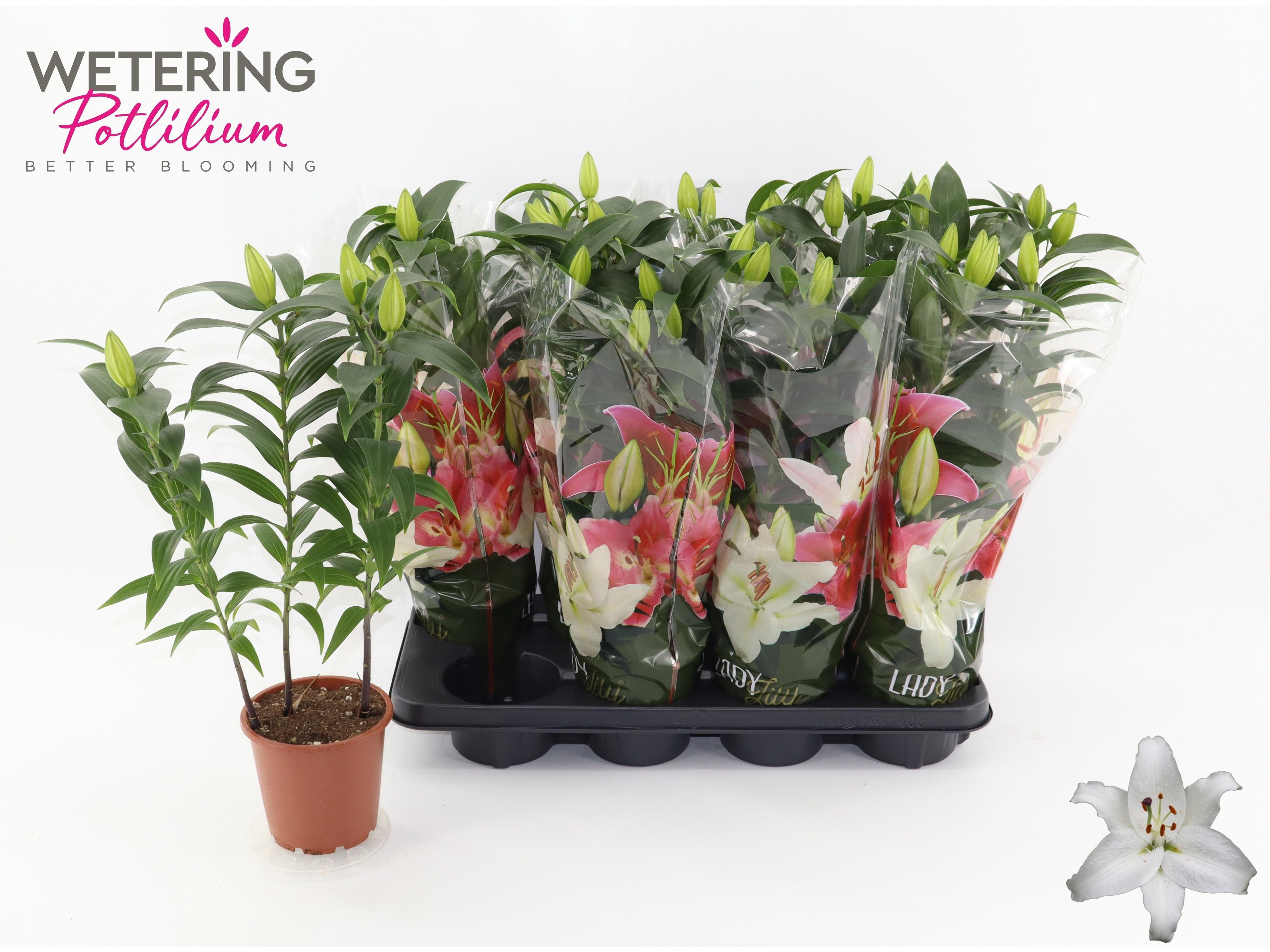 Горшечные цветы и растения оптом Lil Or Sun Bahamas от 8шт из Голландии с доставкой по России