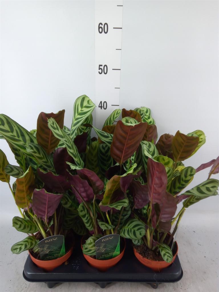 Горшечные цветы и растения оптом Ctenanthe Burle-marxii от 6шт из Голландии с доставкой по России