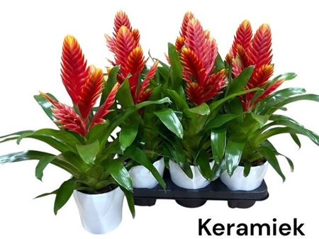 Горшечные цветы и растения оптом Vries Intenso Peach Ceramic от 6шт из Голландии с доставкой по России