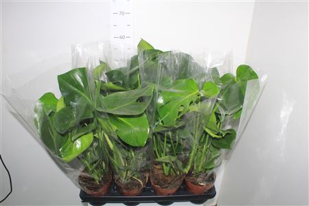 Горшечные цветы и растения оптом Monstera Deliciosa от 8шт' из Голландии с доставкой по России Горшечные цветы и растения оптом Monstera Deliciosa от 8шт' из Голландии с доставкой по России