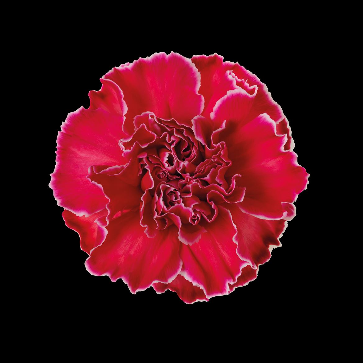 Срезанные цветы оптом Dianthus st paint red от 80шт из Голландии с доставкой по России