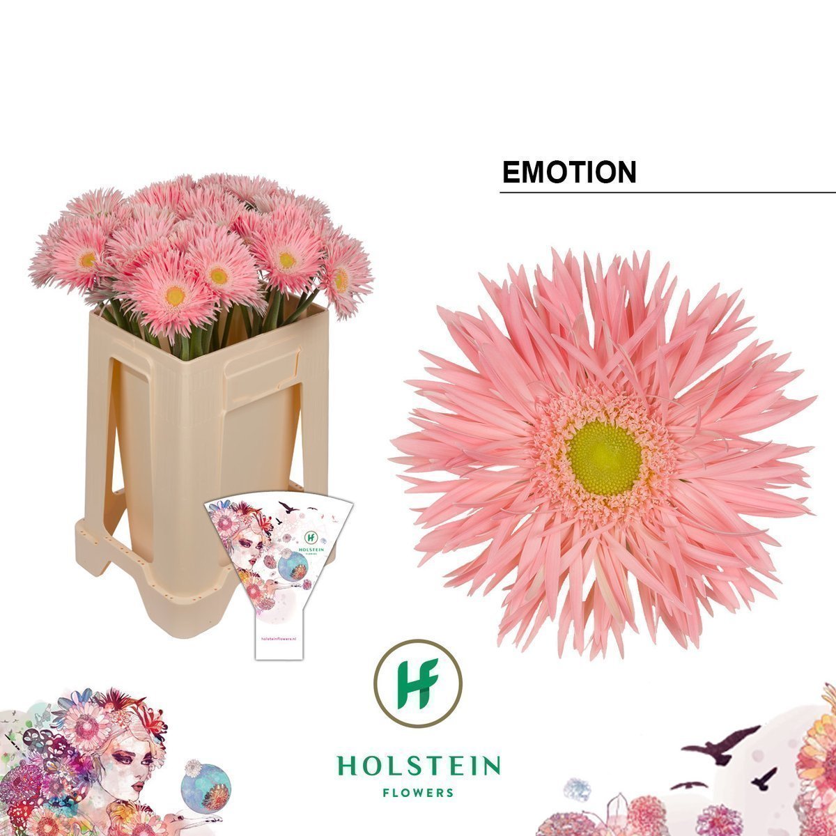 Срезанные цветы оптом Gerbera gerspider big emotion от 40шт из Голландии с доставкой по России