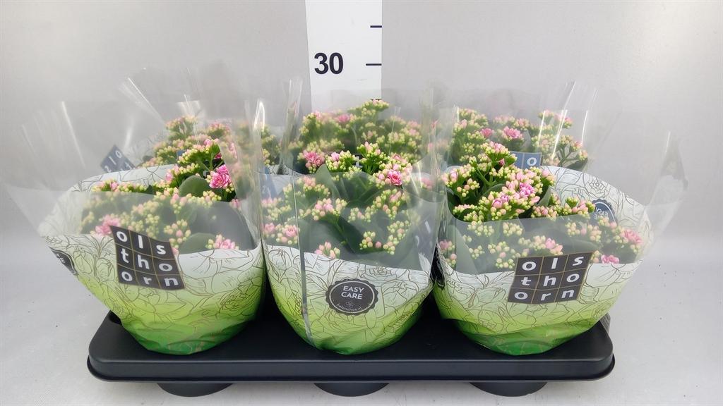 Горшечные цветы и растения оптом Kalanchoe Blos. calandiva Weaver от 6шт из Голландии с доставкой по России
