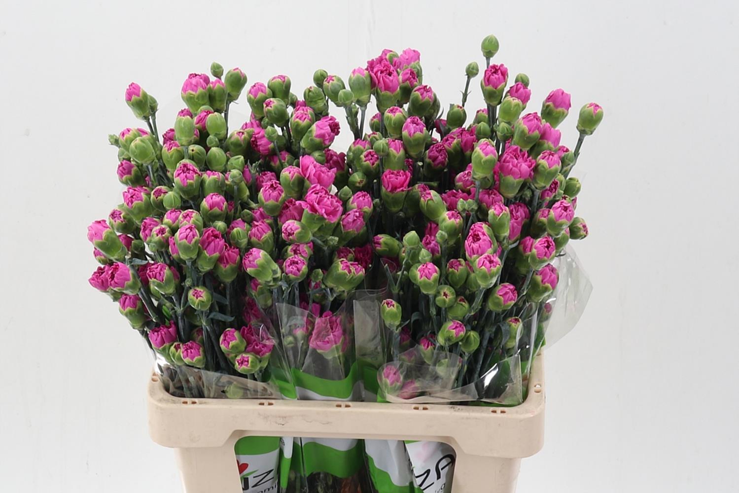 Срезанные цветы оптом Dianthus sp thea от 100шт из Голландии с доставкой по России