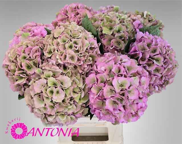 Срезанные цветы оптом Hydrangea royal palace classic от 10шт из Голландии с доставкой по России