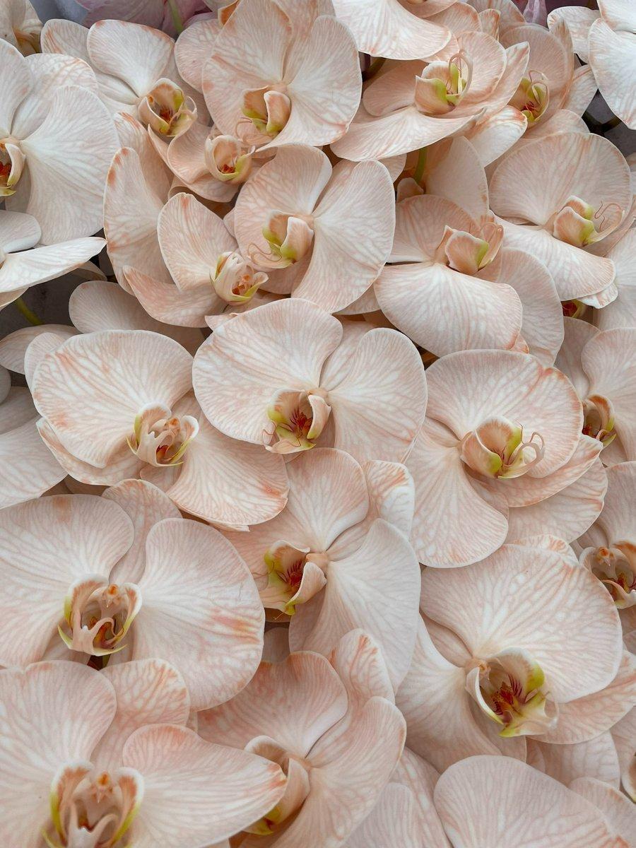Срезанные цветы оптом Phalaenopsis paint peach от 10шт из Голландии с доставкой по России