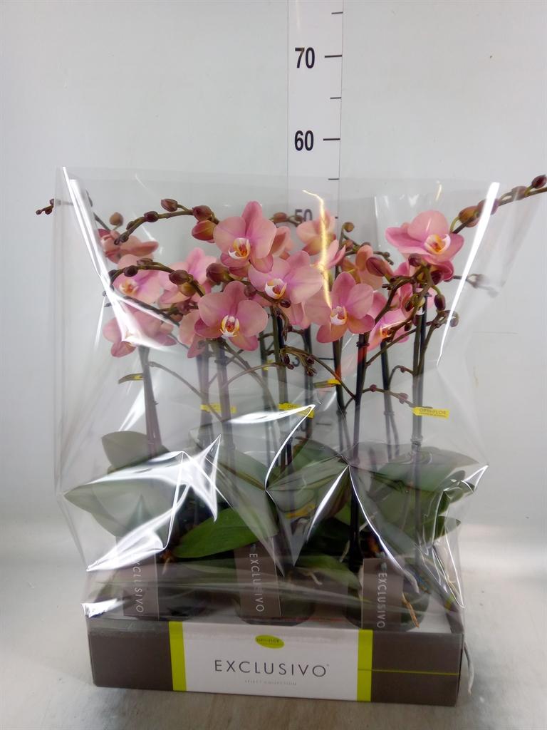 Горшечные цветы и растения оптом Phalaenopsis   ...rose от 6шт из Голландии с доставкой по России