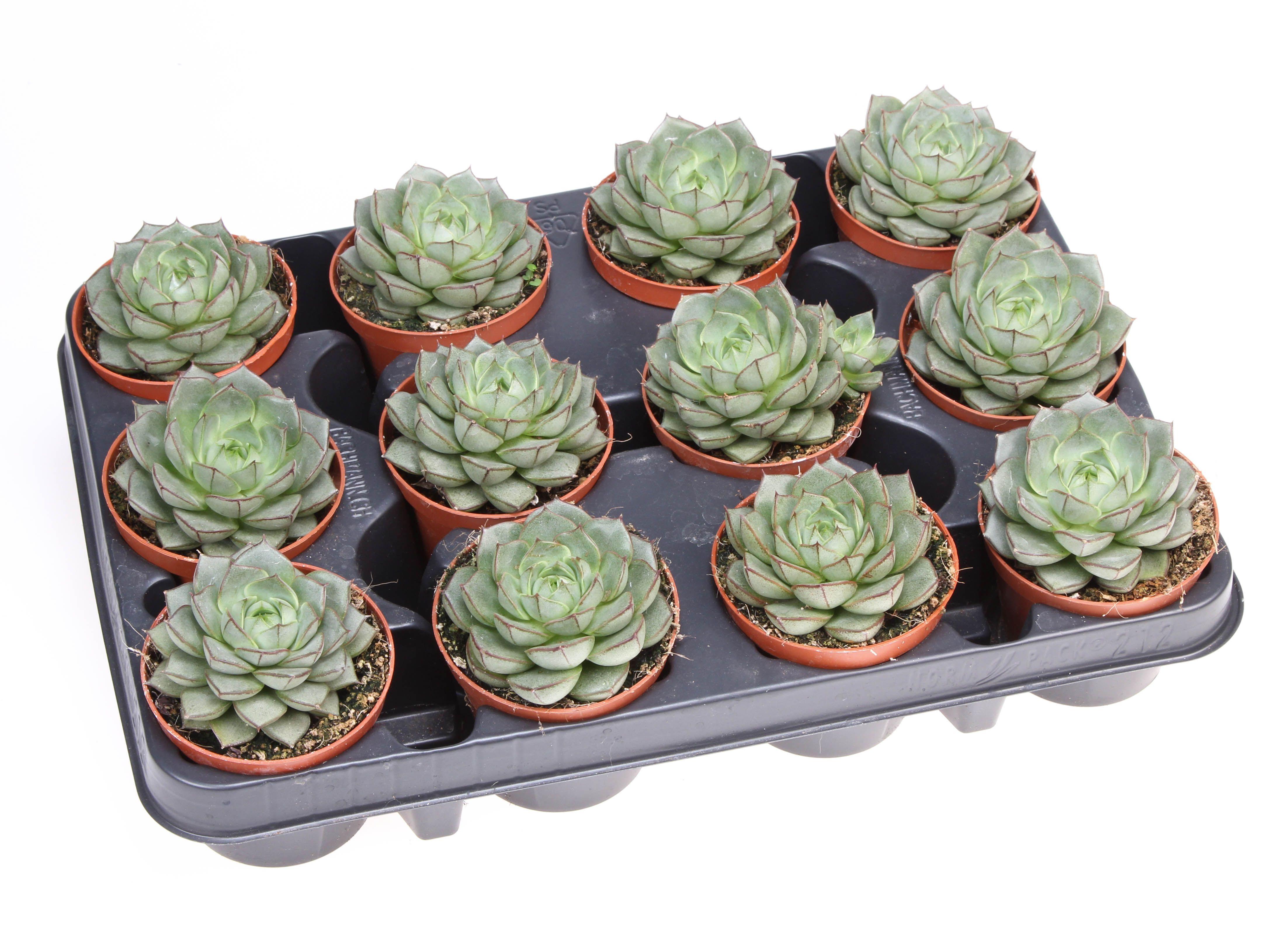 Горшечные цветы и растения оптом Echeveria Fabiola от 12шт (для телеги) из Голландии с доставкой по России