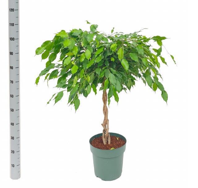 Горшечные цветы и растения оптом Fic Be Exotica от 1шт из Голландии с доставкой по России