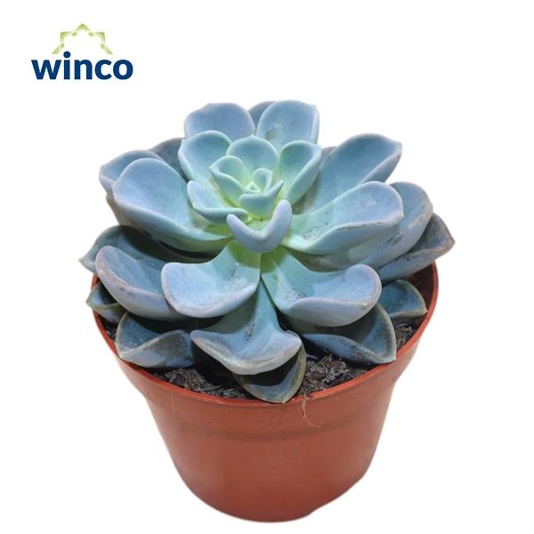 Горшечные цветы и растения оптом Echeveria Orpet от 12шт из Голландии с доставкой по России