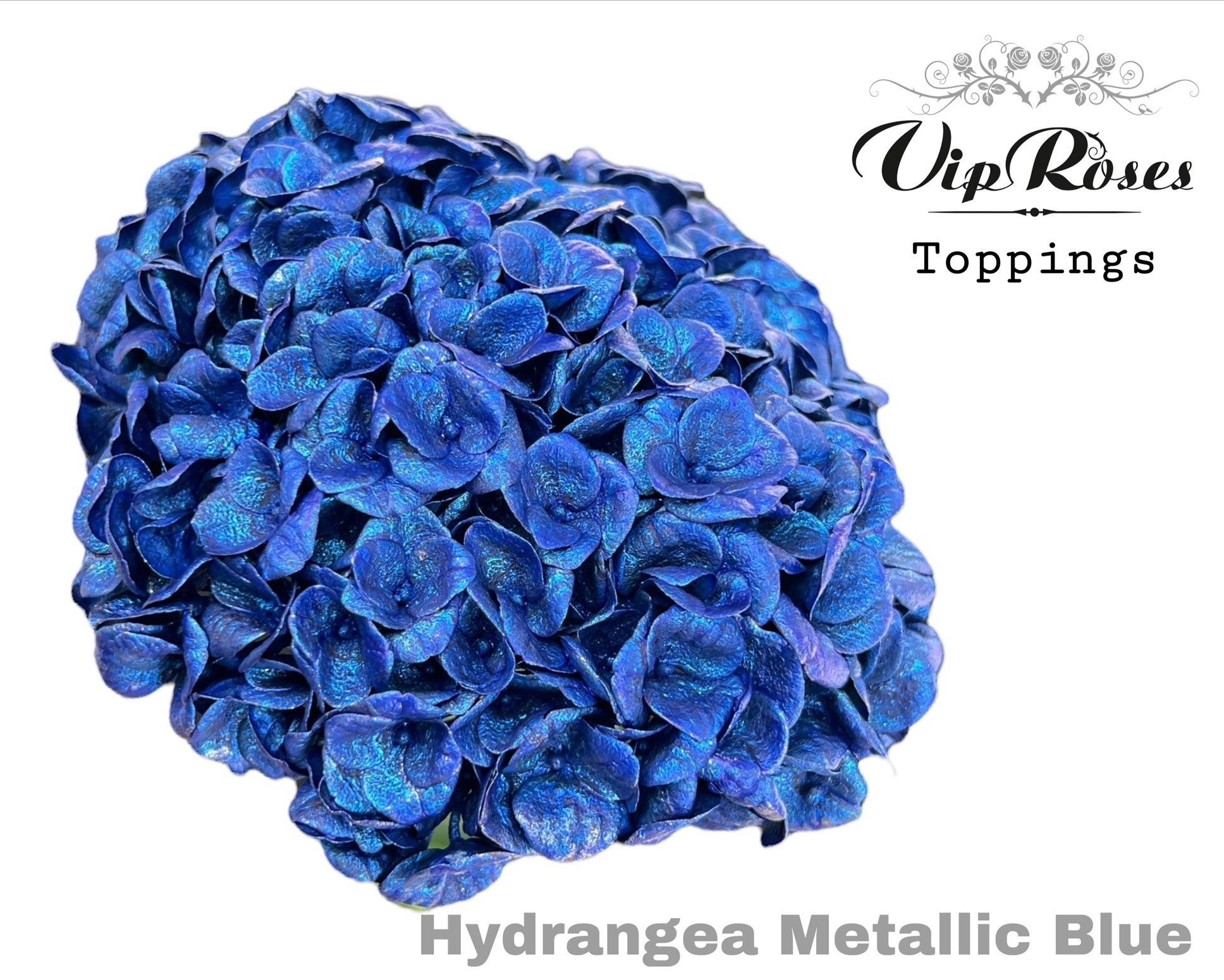 Срезанные цветы оптом Hydrangea paint metallic blue от 10шт из Голландии с доставкой по России