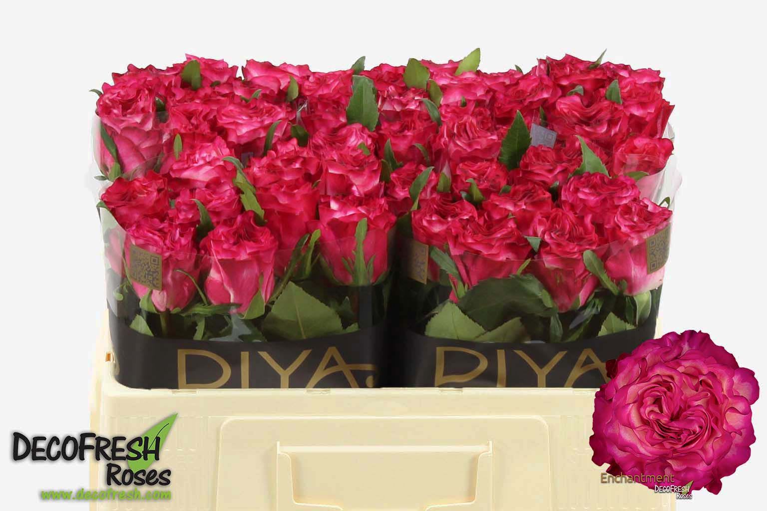 Срезанные цветы оптом Rosa large enchantment от 50шт из Голландии с доставкой по России