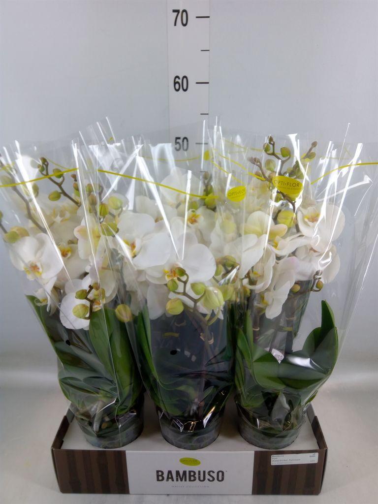 Горшечные цветы и растения оптом Phalaenopsis   ...white от 6шт из Голландии с доставкой по России