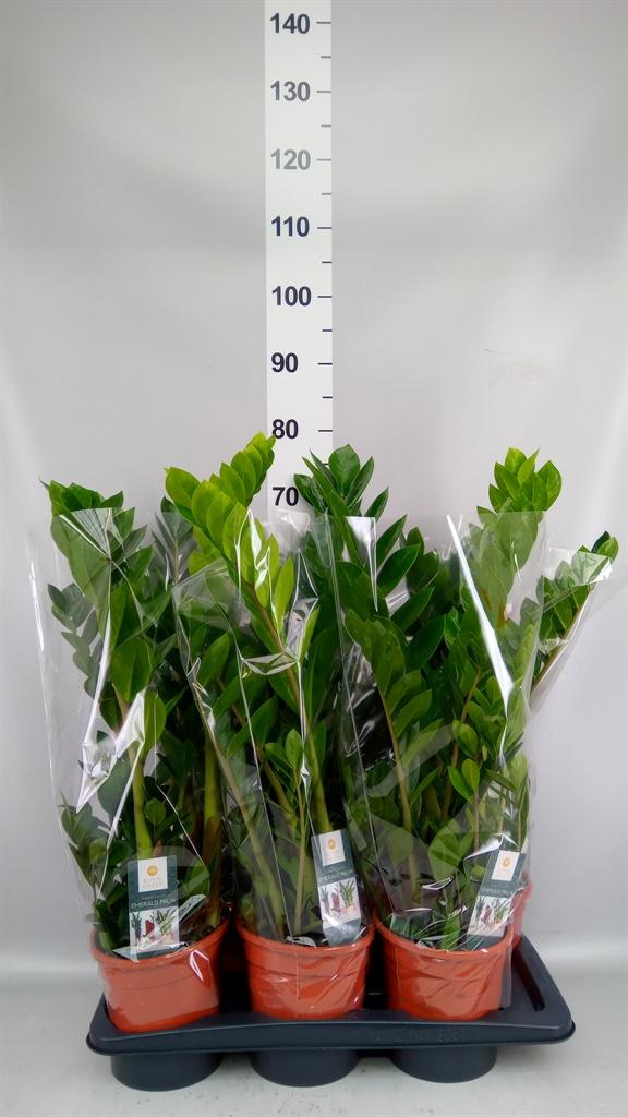 Горшечные цветы и растения оптом Zamioculcas Zamiifolia от 6шт из Голландии с доставкой по России
