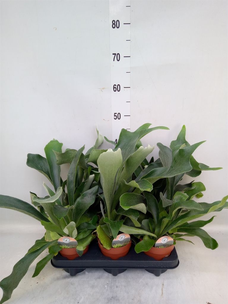 Горшечные цветы и растения оптом Platycerium Bifurc. от 6шт из Голландии с доставкой по России
