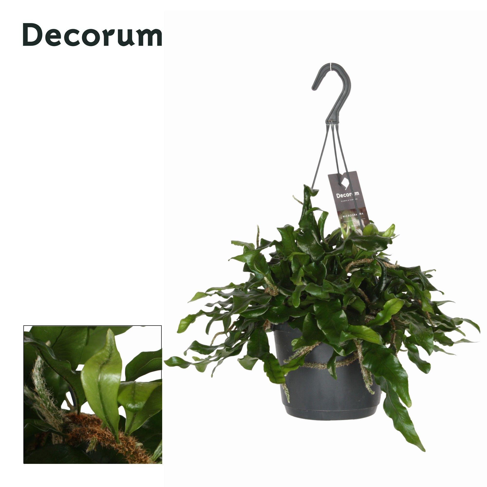 Горшечные цветы и растения оптом Microgramma Nitida Monkeyhill от 6шт из Голландии с доставкой по России