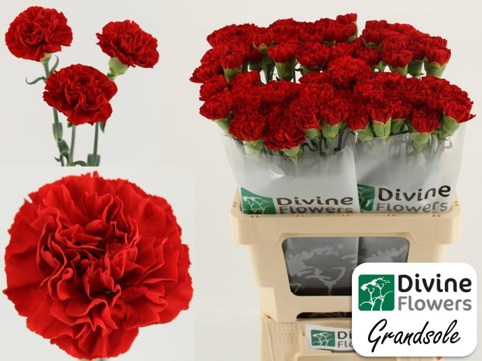 Срезанные цветы оптом Dianthus st grandsole от 80шт из Голландии с доставкой по России