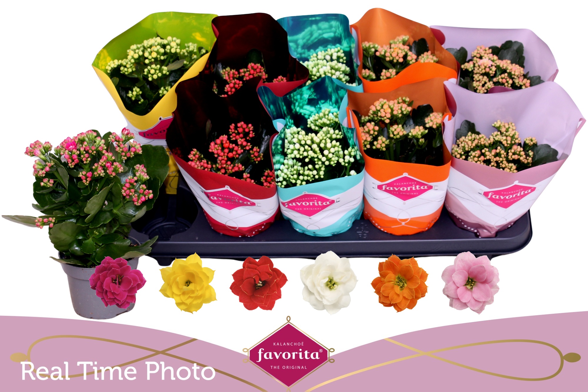 Горшечные цветы и растения оптом Kal Ge Perf Gem 6 Kl от 10шт из Голландии с доставкой по России