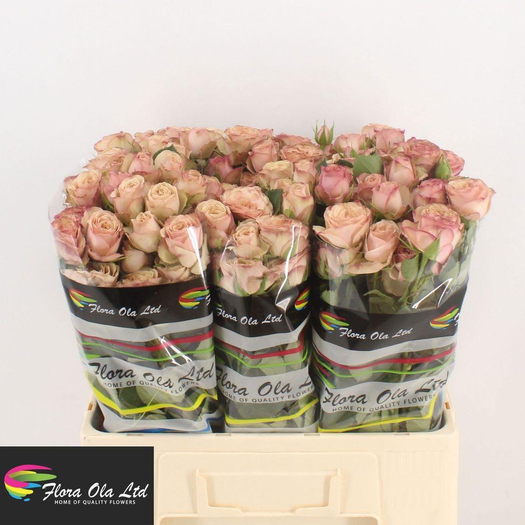 Срезанные цветы оптом Rosa spray destini от 60шт из Голландии с доставкой по России