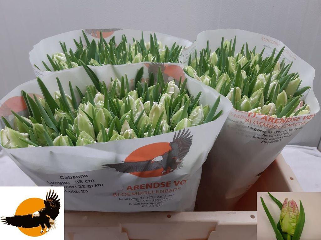 Срезанные цветы оптом Tulipa pa cabana от 150шт из Голландии с доставкой по России