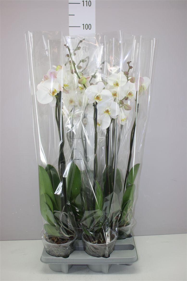 Горшечные цветы и растения оптом Phal Wit 3 Tak от 4шт из Голландии с доставкой по России